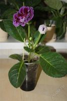 Лот: 2827201. Фото: 2. Глоксиния 3 (цветет). Комнатные растения и уход