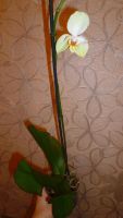 Лот: 6431213. Фото: 6. орхидея фаленопсис (желтая, отцветает...