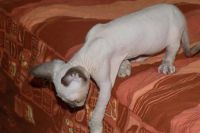 Лот: 5079333. Фото: 5. Голубоглазая котейка канадского...