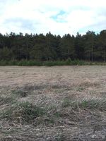 Лот: 13485819. Фото: 8. Участок в сосновом бору