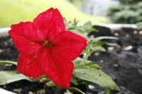 Лот: 9273559. Фото: 6. Canon ef 17-40L. С рубля.