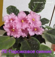 Лот: 17368909. Фото: 6. Фиалка сортовая - лист .