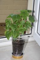 Лот: 4246963. Фото: 2. Абутилон Бэлла Желтый 2. Комнатные растения и уход