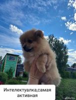 Лот: 20571237. Фото: 5. Шпиц