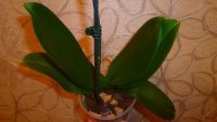 Лот: 5724087. Фото: 6. Орхидея фаленопсис (отцвела)Phal...