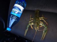 Лот: 4548681. Фото: 4. Раки живые, свежие!!!!