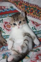 Лот: 1842111. Фото: 3. Шотландская прямоухая кошечка. Растения и животные