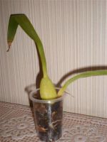 Лот: 944693. Фото: 2. Орхидея Wilsonara fortissimo. Комнатные растения и уход