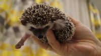 Лот: 12717226. Фото: 4. Африканские карликовые ежата. Красноярск
