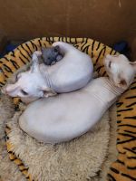 Лот: 19073437. Фото: 5. Котенок Сфинкс