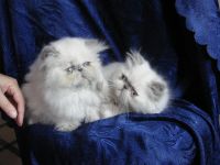 Лот: 4347960. Фото: 3. персидские котята колор-пойнты... Растения и животные