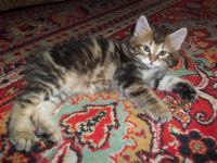 Лот: 7703463. Фото: 3. Продам чудесных котят. Курильский... Растения и животные