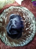 Лот: 9982691. Фото: 4. Шапка из чернобурки. Размер с... Красноярск