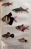 Лот: 24342286. Фото: 5. Пешков Максим (редакция) - Комнатный...