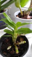 Лот: 8436645. Фото: 3. Орхидея Дендробиум молоденький. Растения и животные