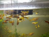 Лот: 19695125. Фото: 5. рыбки аквариумные гуппи подростки...