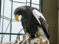 Лот: 5876617. Фото: 5. Olympus C-70 Zoom