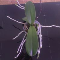 Лот: 18587610. Фото: 4. Орхидея фаленопсис «Леко Фантастик... Красноярск