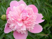 Лот: 2751650. Фото: 2. пион розовый. Семена, рассада, садовые растения