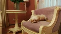 Лот: 9877526. Фото: 3. Кошка Рыжольда. Растения и животные