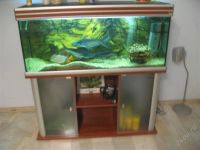 Лот: 764428. Фото: 2. продам больших акульих сомов. Аквариумистика