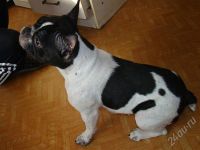 Лот: 734940. Фото: 3. Французкий Бульдог. Растения и животные