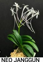 Лот: 22826749. Фото: 6. Орхидеи - neofinetia falcata