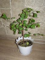 Лот: 6451982. Фото: 2. Фикус треугольные листья... Комнатные растения и уход