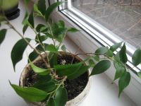 Лот: 6310766. Фото: 3. Фикус Наташа. Растения и животные