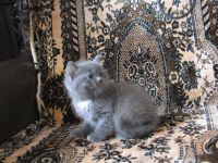Лот: 5853371. Фото: 6. Котёнок 1