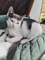 Лот: 25555563. Фото: 2. Котят. Животные и уход