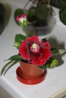 Лот: 4281108. Фото: 6. Глоксиния красная (цветет)