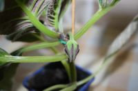 Лот: 5304414. Фото: 4. Глоксиния синяя (цветет!). Красноярск