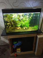 Лот: 10169239. Фото: 3. Действующий аквариум 130 л. Растения и животные