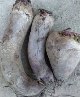 Лот: 20855759. Фото: 2. Морковь, свекла. Продукты