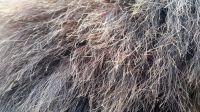 Лот: 12048866. Фото: 6. Чучело головы медведя