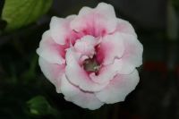 Лот: 5345600. Фото: 2. Глоксиния розовая махровая (зацветает... Комнатные растения и уход