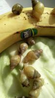 Лот: 9453831. Фото: 4. Улиточки Ахатина родация. Красноярск