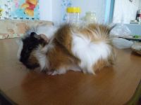 Лот: 3303004. Фото: 3. морская свинка красивая. Растения и животные