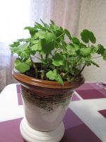 Лот: 13128003. Фото: 2. Герань, Пелларгония, красная. Комнатные растения и уход