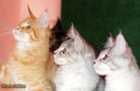 Лот: 9989142. Фото: 2. Котята Мейн-кун Продам -ОБМЕН... Животные и уход