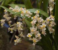 Лот: 17860381. Фото: 2. Орхидея онцидиум твинкл 2 сорта. Комнатные растения и уход