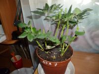 Лот: 3841001. Фото: 2. Роза 7. Комнатные растения и уход