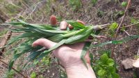 Лот: 22488032. Фото: 2. многолетник лук-уксун, вкус (черемша... Семена, рассада, садовые растения