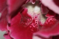 Лот: 3123509. Фото: 3. Глоксиния 8. Растения и животные