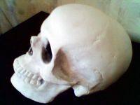 Лот: 6931946. Фото: 2. Гипсовый череп. Сувениры
