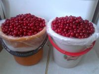 Лот: 5749566. Фото: 2. Ягода Вишня с куста! Никакой химии. Продукты