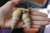 Лот: 8408408. Фото: 2. Лимиколярии униколор и фламея... Животные и уход