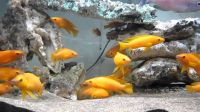 Лот: 16218747. Фото: 4. Лампрологус апельсиновый (Neolamprologus... Красноярск