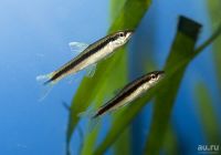 Лот: 17137365. Фото: 5. Водорослеед Сиамский САЕ главный...